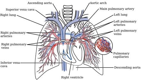 Right Pulmonary Artery Anatomy