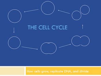 Cell Cycle Graphic Organizer- Cell Cycle And Mitosis by Interactive Science