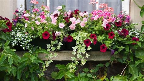 container garden for a sunny spot - list of the best flowering plants for full sun locations ...