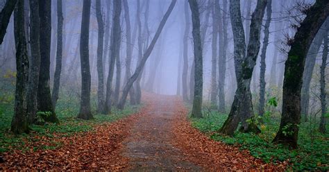 Ecosistema de México: Bosques Nublados