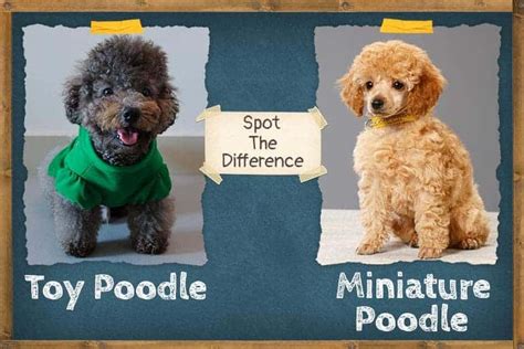 Miniature Poodle vs Toy Poodle (Spot the Difference) | ZooAwesome