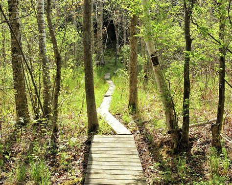 Vermont Hiking Trail Photograph by Charles Eberson - Fine Art America