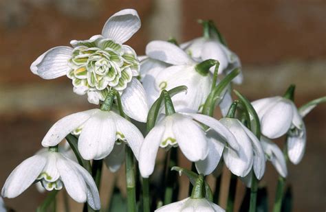 Galanthus nivalis f. pleniflorus &Flore Pleno& (d) | double snowdrop Bulbs/RHS