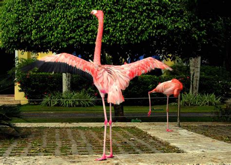 Flamingo Stock photo with Wings Spread by annamae22 on DeviantArt