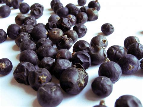 Juniper Berries – Uses, Health Benefits, Side Effects, Recipes and ...