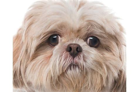 4 Health Issues for Brachycephalic or Flat-Faced Dogs – Dogster