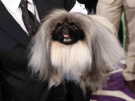 Malachy, a Pekingese, wins Westminster dog show - CBS News