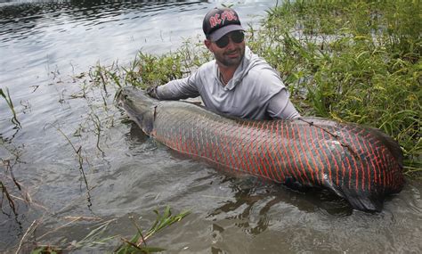 Foto Ikan Terbesar Di Sungai Amazon – newstempo