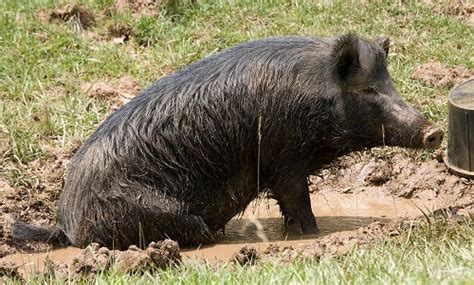 Ossabaw Pigs ~ Everything You Need to Know - Rural Living Today