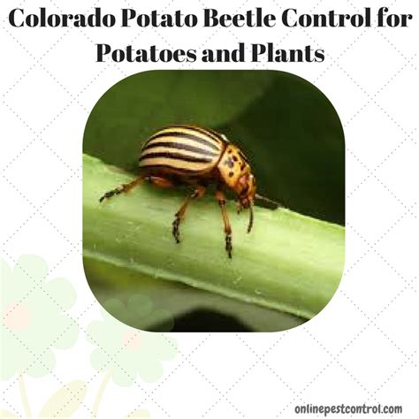 Colorado Potato Beetle Control for Potatoes and Plants