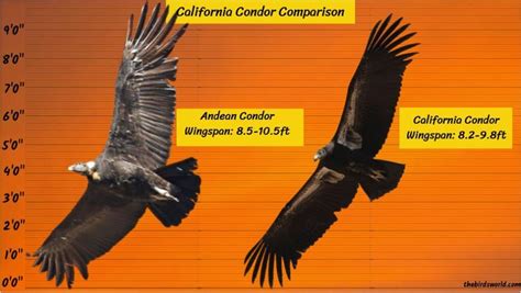 California Condor Wingspan: How Big Is It Compared To Others