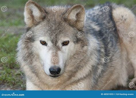 Canadian timber wolf stock image. Image of canadian, carnivore - 48501055