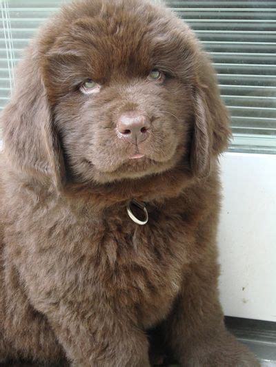 Casa Loma Newfoundlands breed and sells top quality brown newfoundlands ...