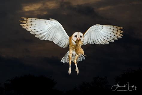 Barn Owl with Prey | Focusing on Wildlife