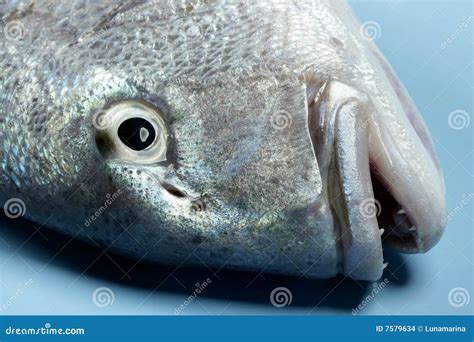 Denton, Mediterranean Sparus, Gilthead, Snapper Stock Photo - Image of fish, restaurant: 7579634