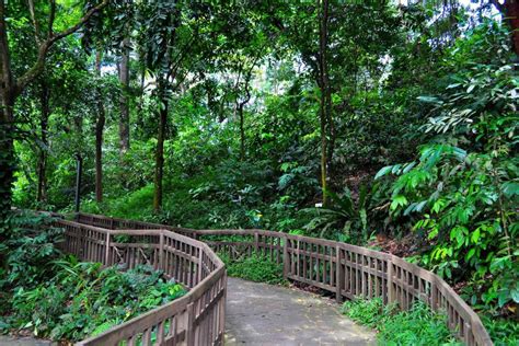 The Bukit Timah nature reserve - Singapore