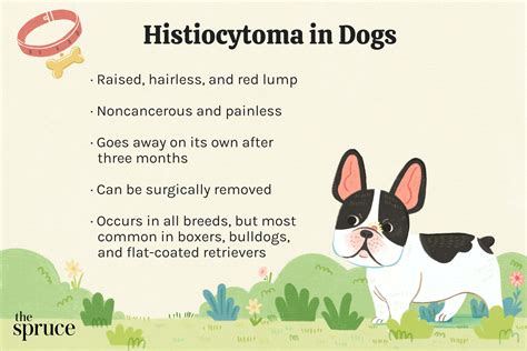 Do Old Dogs Get Histiocytoma