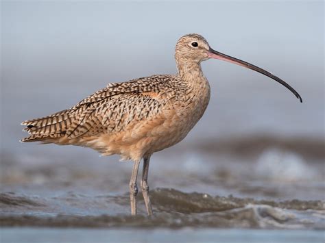 Cambrian Wildwood: Curlew