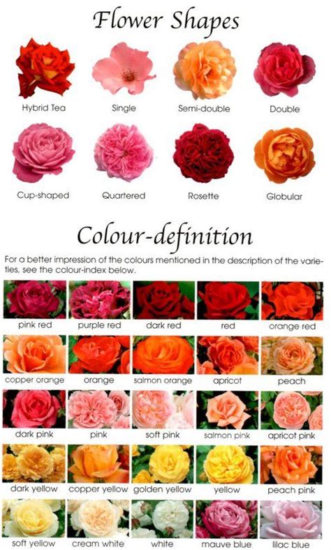 Different shapes and colors of roses. | Types of roses, Different color roses, Rose varieties