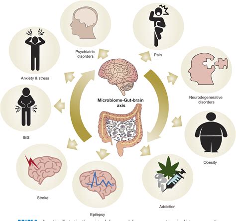 Figure 6 from The Microbiota-Gut-Brain Axis. | Semantic Scholar