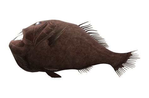 Fangtooth Fish isolated on a Transparent Background 23839450 PNG