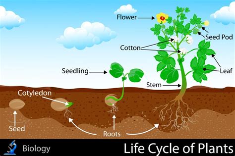 Life Cycle of Plants - KidsPressMagazine.com | Plant life cycle, Planting for kids, Life cycles