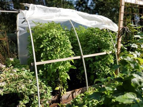 DIY Polytunnel for under Forty Dollars | A Farm Girl in the Making