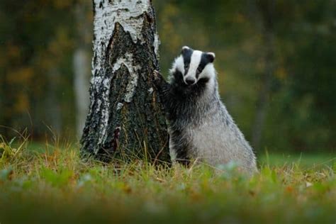 21 Wild Animals in France - Christine Abroad