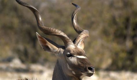 Tragelaphus - Spiral-horned antelopes: facts, distribution & population | BioDB