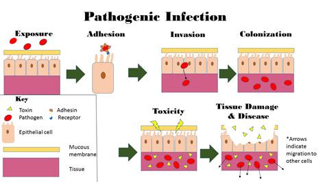 16.5: Infection - Biology LibreTexts