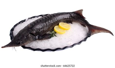 189 Barbel Fish Species Images, Stock Photos & Vectors | Shutterstock