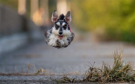 dog, Jumping, Running, Animals Wallpapers HD / Desktop and Mobile Backgrounds | Pet fox, Animals ...