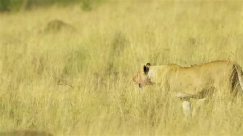 Asiatic lion prowling around in the wild lands of Africa | ClipStock