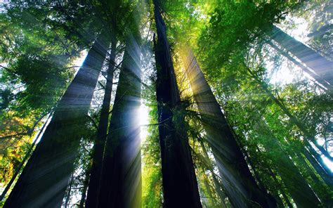 forest, Light, Rays, Summer Wallpapers HD / Desktop and Mobile Backgrounds