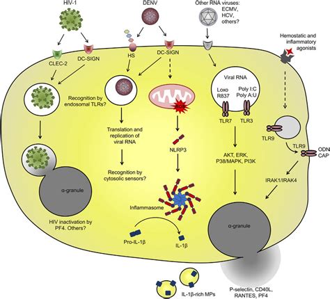 | Platelet interaction with viruses and virus-related... | Download ...