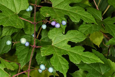 Ampelopsis brevipedunculata (Porcelain berry)