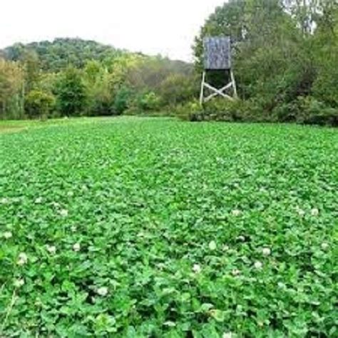 20# DEER GREENS & SUGAR BEETS Deer Food Plot Seed Mix Beets Radish Rape Turnips | eBay