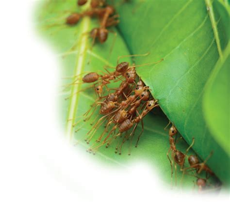 Weaver Ants (October 10) | Creation 101