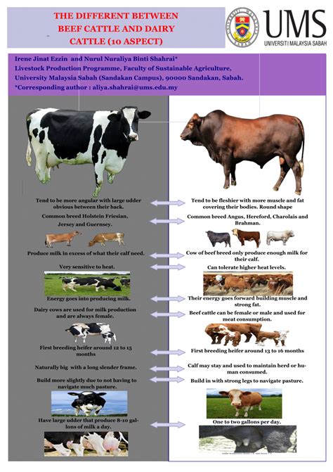 (PDF) THE DIFFERENT BETWEEN BEEF CATTLE AND DAIRY CATTLE (10 ASPECT)