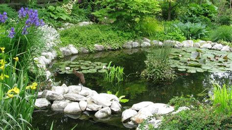 Large Backyard Fishing Ponds