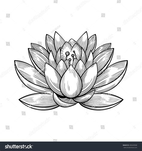 Vector Black White Water Lily Illustration: vetor stock (livre de direitos) 400649908 | Shutterstock