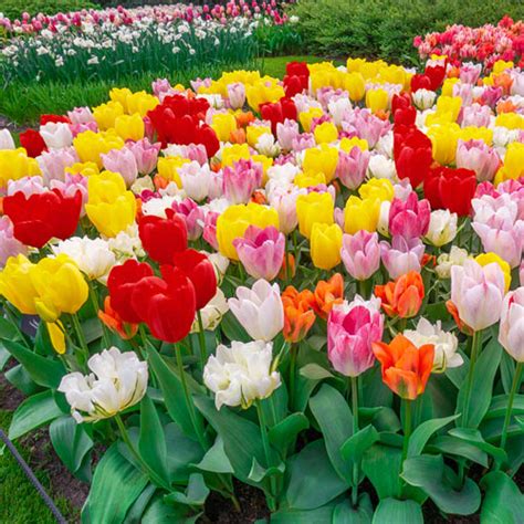 Fosteriana Mixed Early Blooming Tulips | K. van Bourgondien