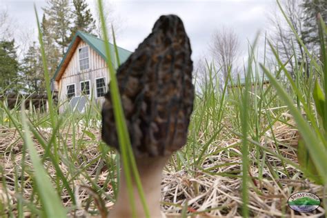 Black Morel Mushrooms Growing