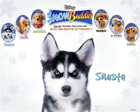 Shasta: Space buddies | Dog movies, Snow dogs, Air buddies movies