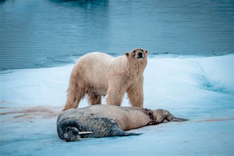 Polar Bears in Svalbard: Tips on Where and How to See Them Best