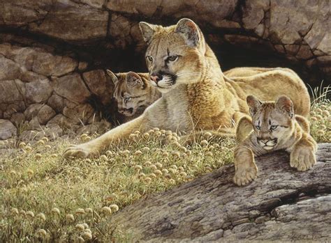 American wild cats "Young Mother" - American Cats K&K Wildlife Art Wild Felines of America