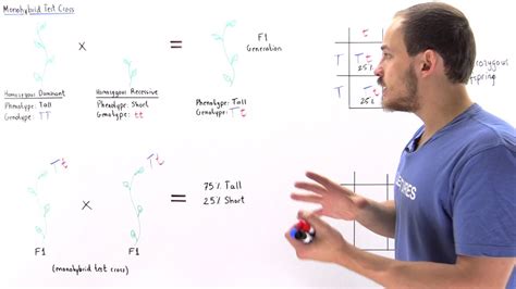 Monohybrid Test Cross (Mendel's Experiments) - YouTube