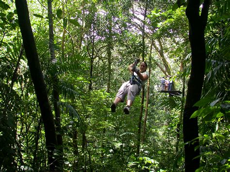 4 Things to know about the Rainforest Canopy Tours