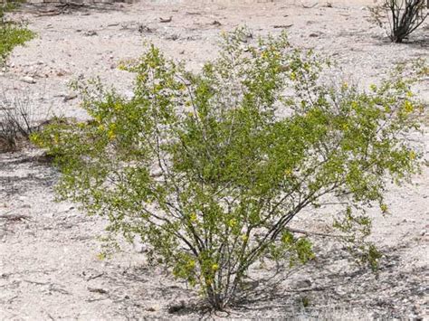 Creosote bush uses: medicinal and otherwise