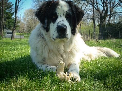 List of Popular St Bernard Mixes with Pictures